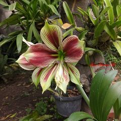 Hippeastrum papilio