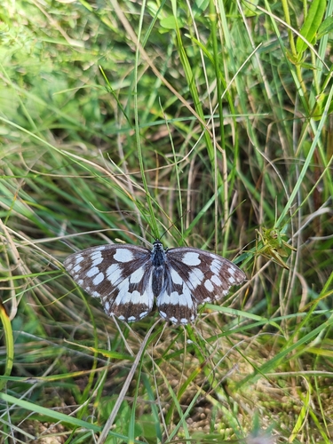 Marbled White