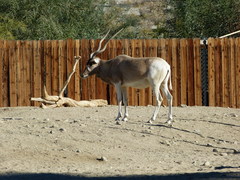 Addax nasomaculatus