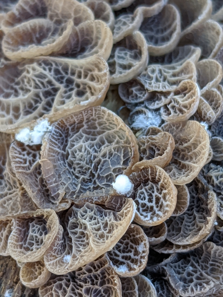 Resupinatus merulioides