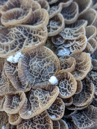 Resupinatus merulioides