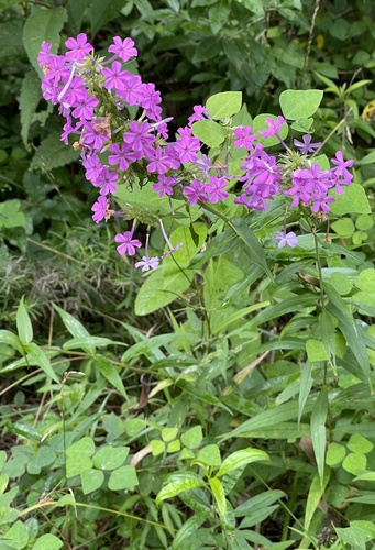 Phlox maculata, photograph 4