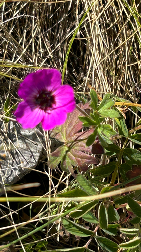 Geranium subcaulescens, photograph 1