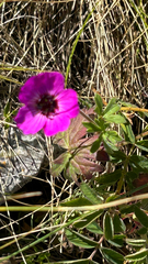 Geranium subcaulescens, photograph (c) Sokratis, some rights reserved (CC BY)