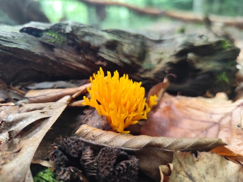Jelly-antler