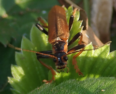 Lycocerus suturellus