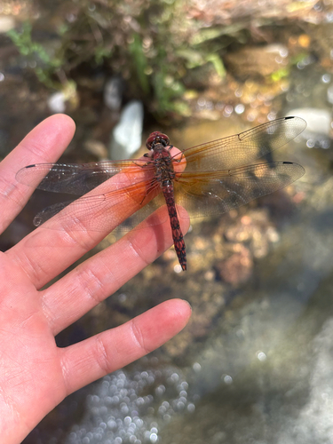 Red Rock Skimmer