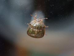 Megacopta punctatissima