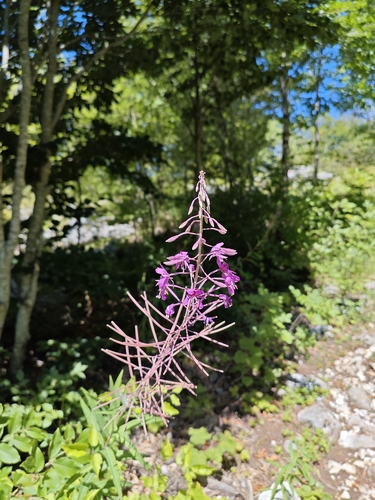 fireweed