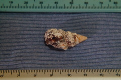 Cerithium adustum
