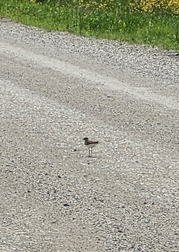 Killdeer