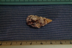Cerithium adustum