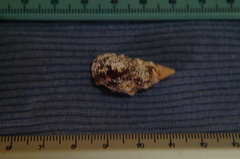 Cerithium adustum