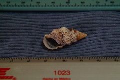 Cerithium adustum