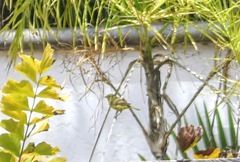 Leiothlypis celata lutescens