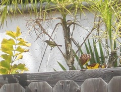 Leiothlypis celata lutescens