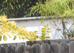 Leiothlypis celata lutescens