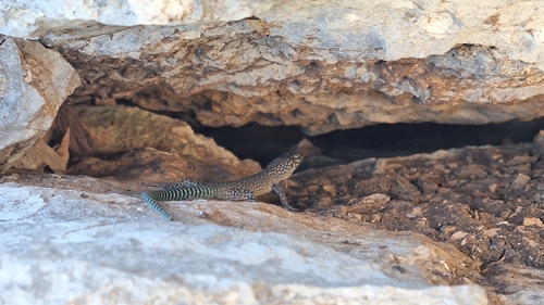 Sharp-snouted Rock Lizard