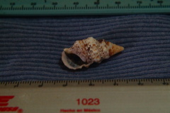 Cerithium adustum