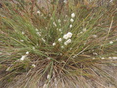 Lomandra leucocephala
