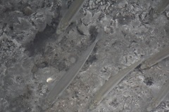 Atherinops affinis