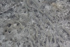 Atherinops affinis