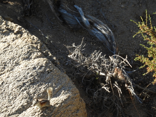 Panamint Chipmunk observed by kalont