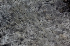 Atherinops affinis