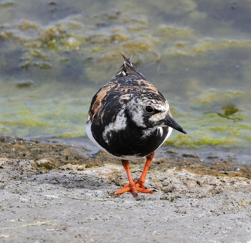 iNaturalist image