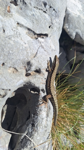 Common Wall Lizard