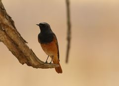 Phoenicurus ochruros