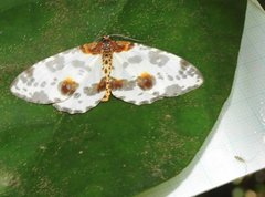 Abraxas amicula-illuminata