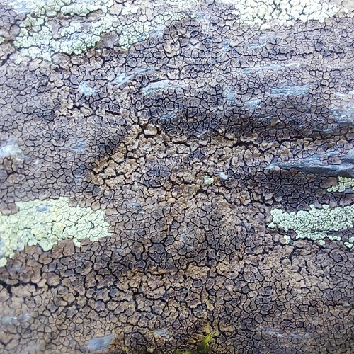 Acarospora fuscata