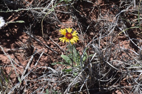 red dome blanketflower