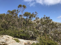 Eucalyptus kitsoniana