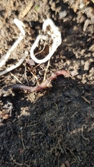 Lumbricus rubellus