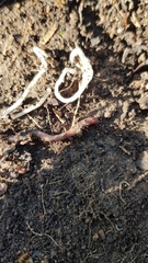 Lumbricus rubellus