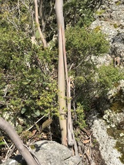 Eucalyptus kitsoniana