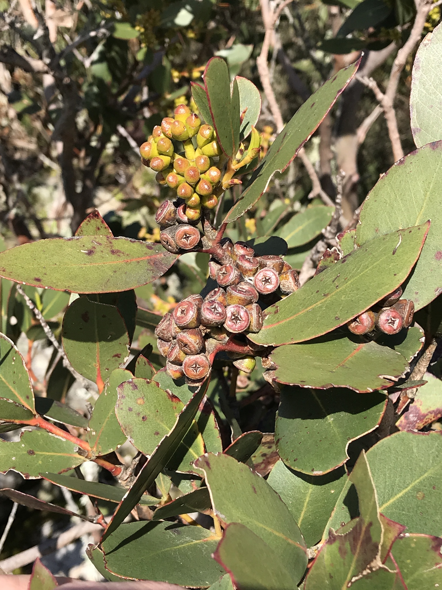 Eucalyptus kitsoniana
