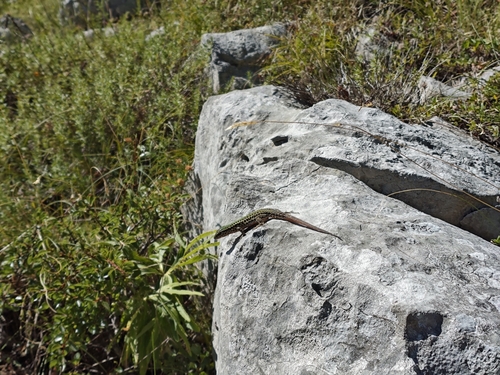 Dalmatian Wall Lizard