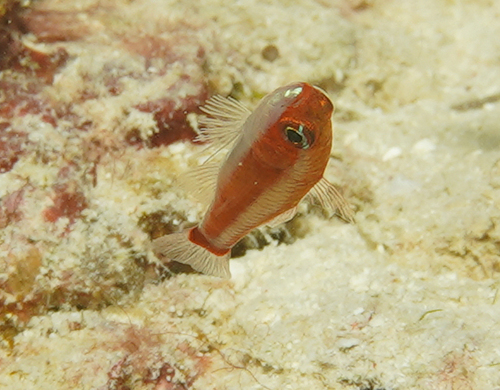 Bluestripe pygmygoby (Trimma tevegae) — Gobiidae — 5