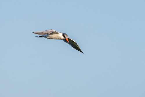 iNaturalist image
