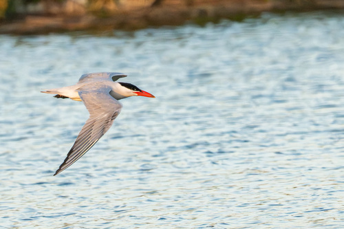 iNaturalist image