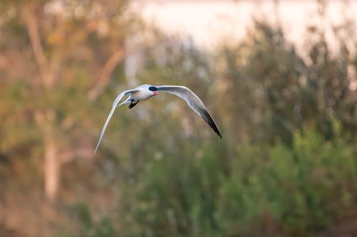 iNaturalist image