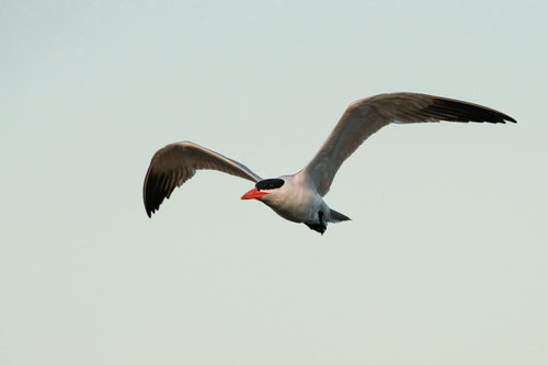 iNaturalist: (c) Sean, some rights reserved (CC BY-NC), uploaded by Sean iNaturalist image