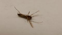 Insecta