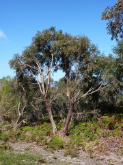 Eucalyptus willisii