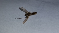Insecta