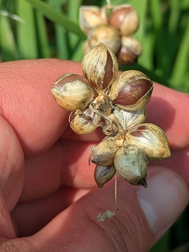 Allium canadense, 2026-07-25