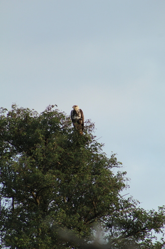 iNaturalist: (c) tylas_terrain, some rights reserved (CC BY-NC) iNaturalist image